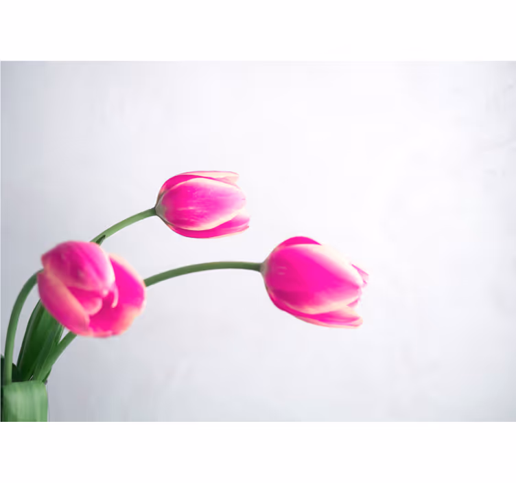 Bílá roleta tři tulipány na bílém pozadí - TenStickers