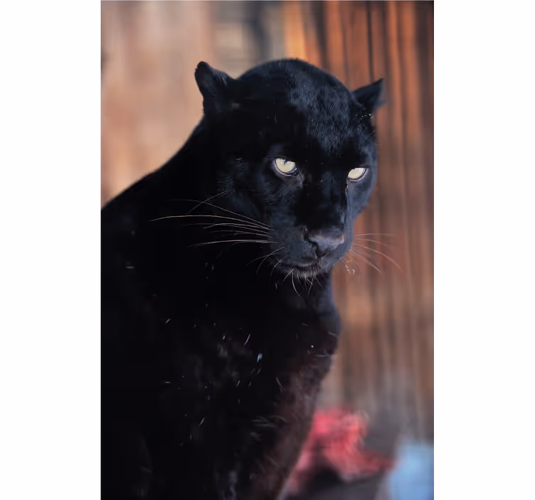 Roleta do obývacího pokoje leopardí úkryt - TenStickers