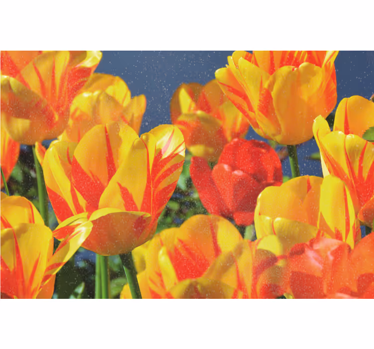 Roleta do obývacího pokoje tulipány v červené a žluté - TenStickers