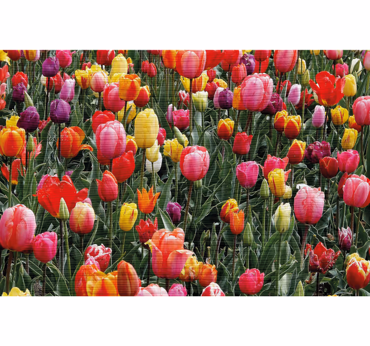 Roleta do obývacího pokoje s mnoha tulipány - TenStickers
