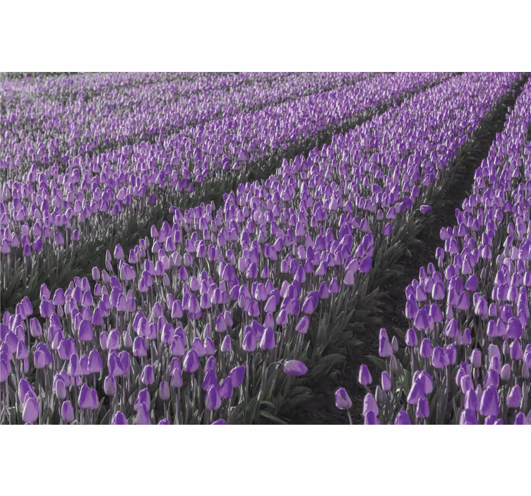 Roleta do obývacího pokoje tulipánové pole - TenStickers