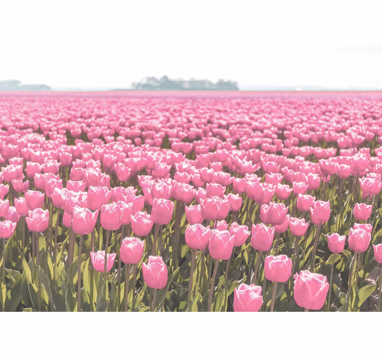 Roleta do obývacího pokoje růžové tulipánové pole - TenStickers