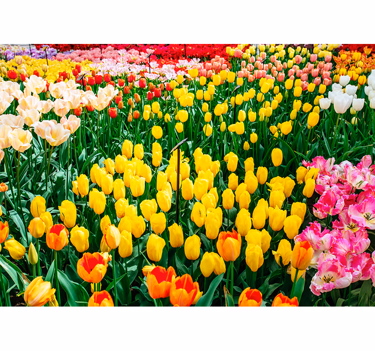 Roleta do obývacího pokoje tulipány - TenStickers