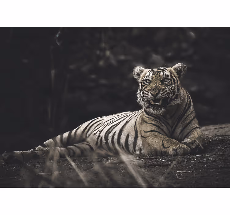 Roleta do obývacího pokoje tiger leží - TenStickers