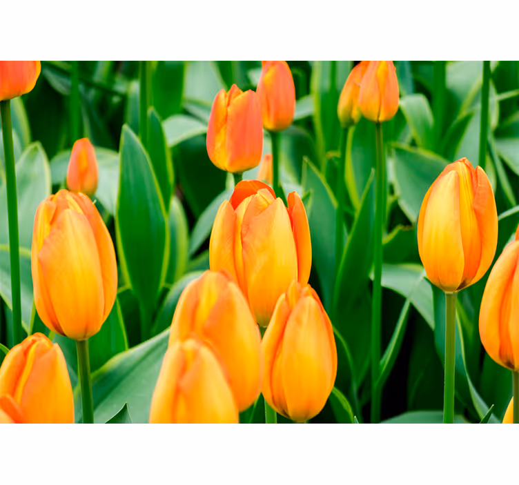 Roleta do obývacího pokoje s květy tulipánů v oranžové - TenStickers