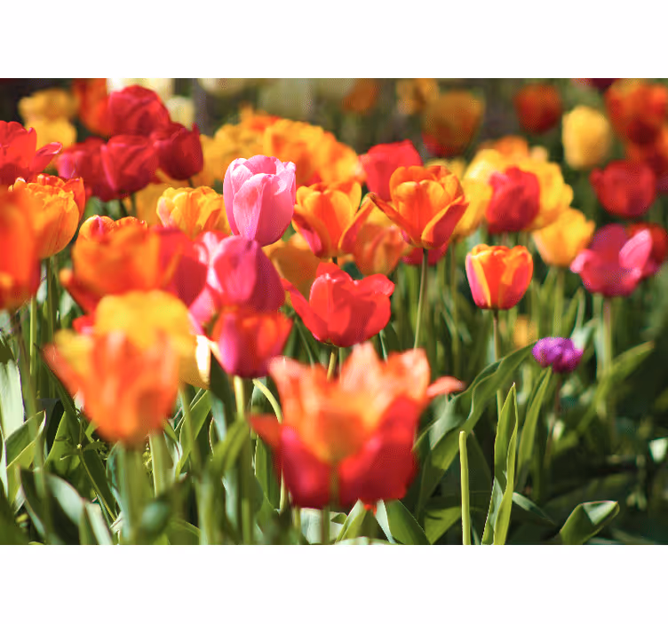 Roleta do obývacího pokoje s červenými a žlutými tulipány - TenStickers