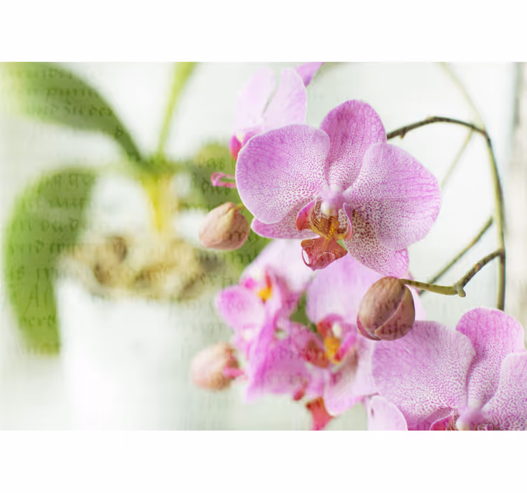 Roleta do obývacího pokoje orchidej s textem - TenStickers