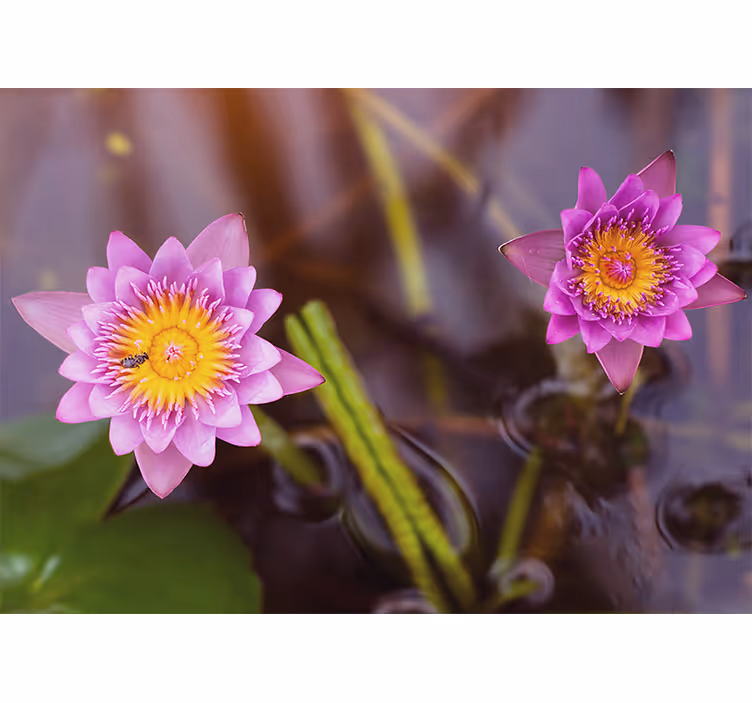 Roleta ložnice růžový/fialový lotus - TenStickers