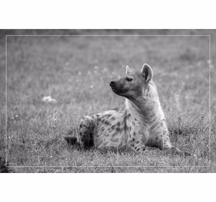 Roleta ložnice roztomilá hyena - TenStickers