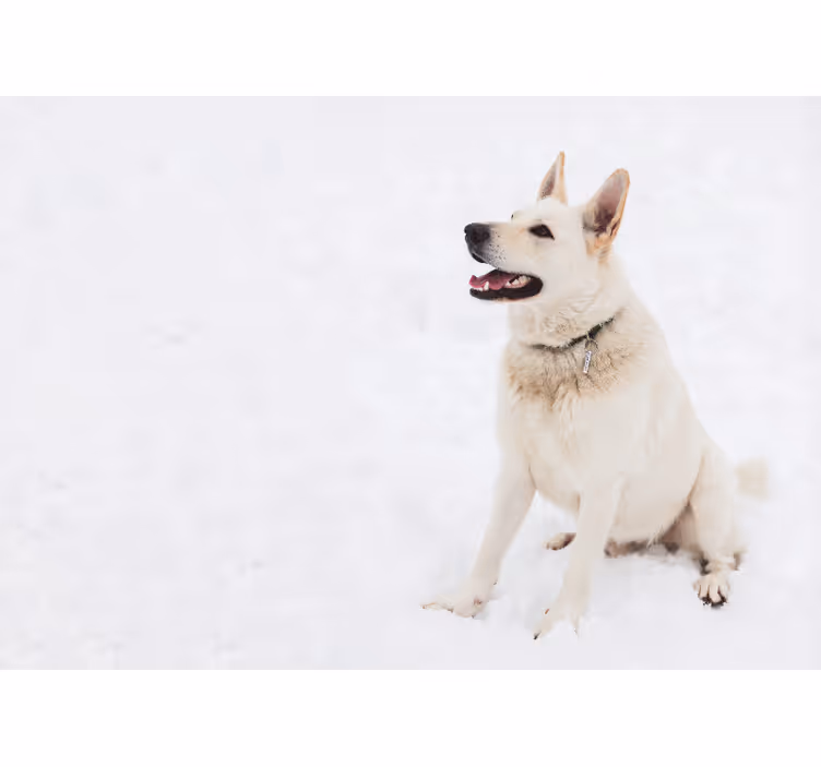 Bílá roleta husky na sněhu - TenStickers