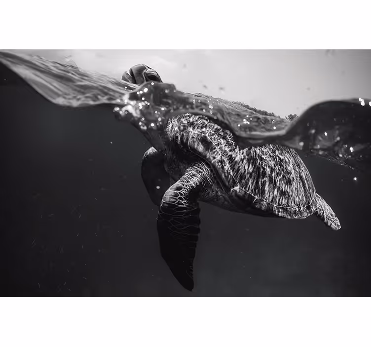 Černá roleta monochromatická želva plavající - TenStickers