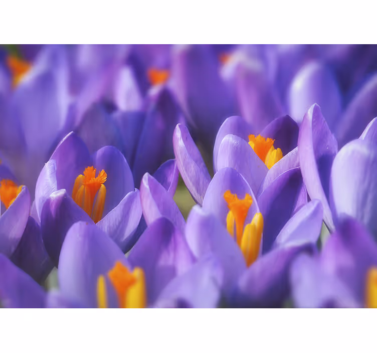 Roleta do obývacího pokoje fialovo-oranžový krokus - TenStickers