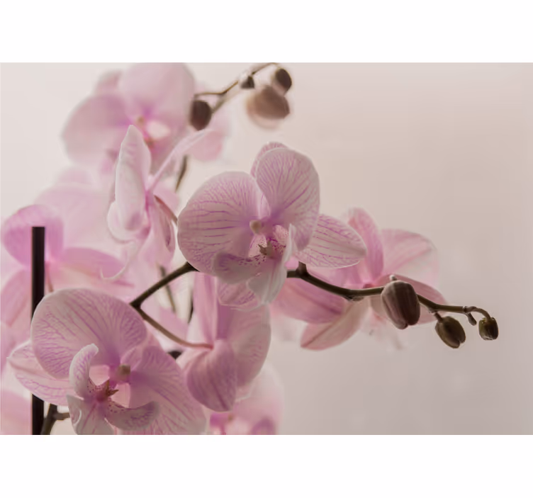 Roleta ložnice s designem orchideje - TenStickers