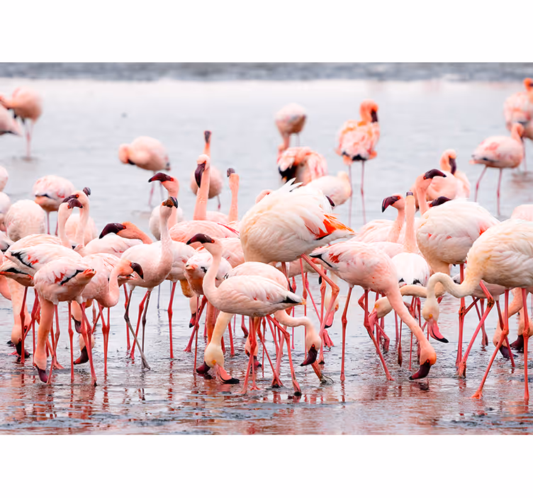 Roleta do obývacího pokoje s plameňáky z camargue - TenStickers