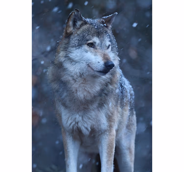 Roleta pro teenagery vlci ve sněhu - TenStickers