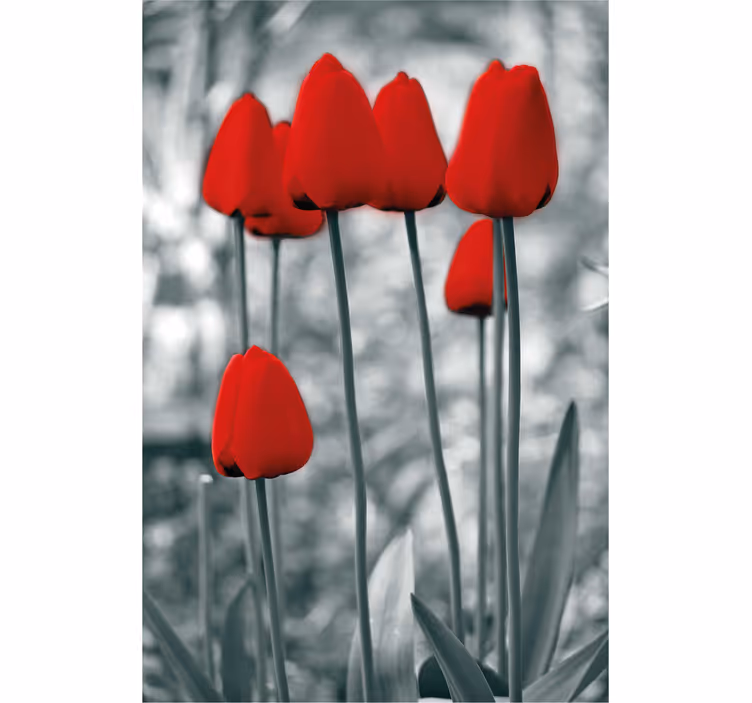 červené tulipány barevný květroleta - TenStickers