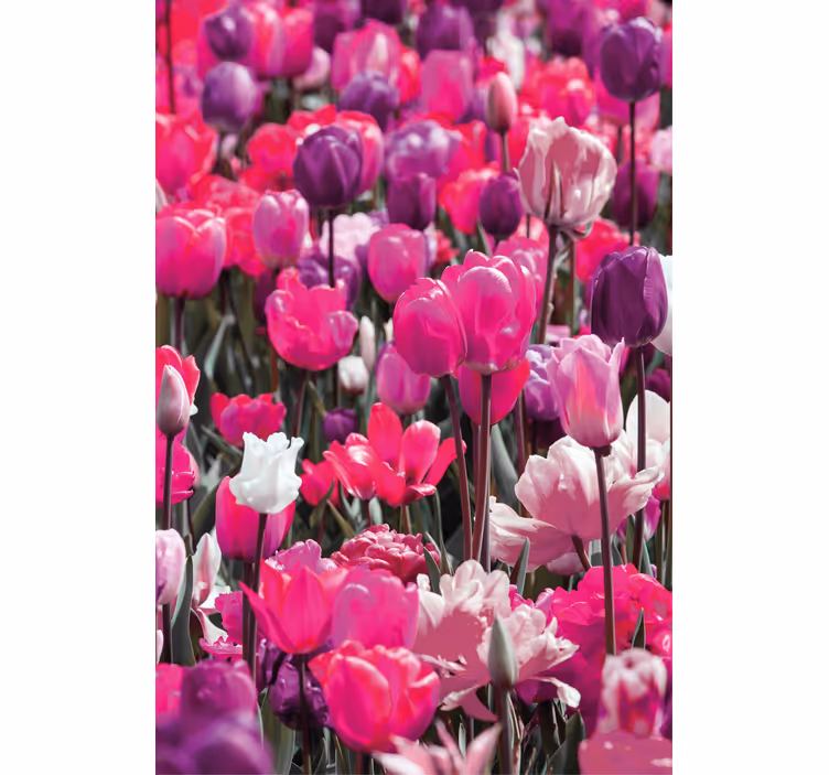 Různé růžové tulipány květroleta - TenStickers