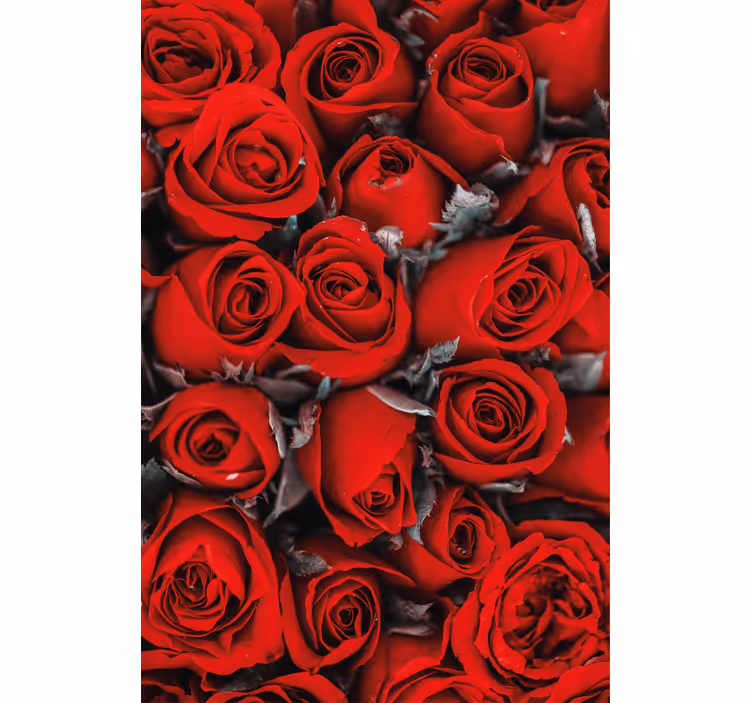 červené růže romantický květroleta - TenStickers