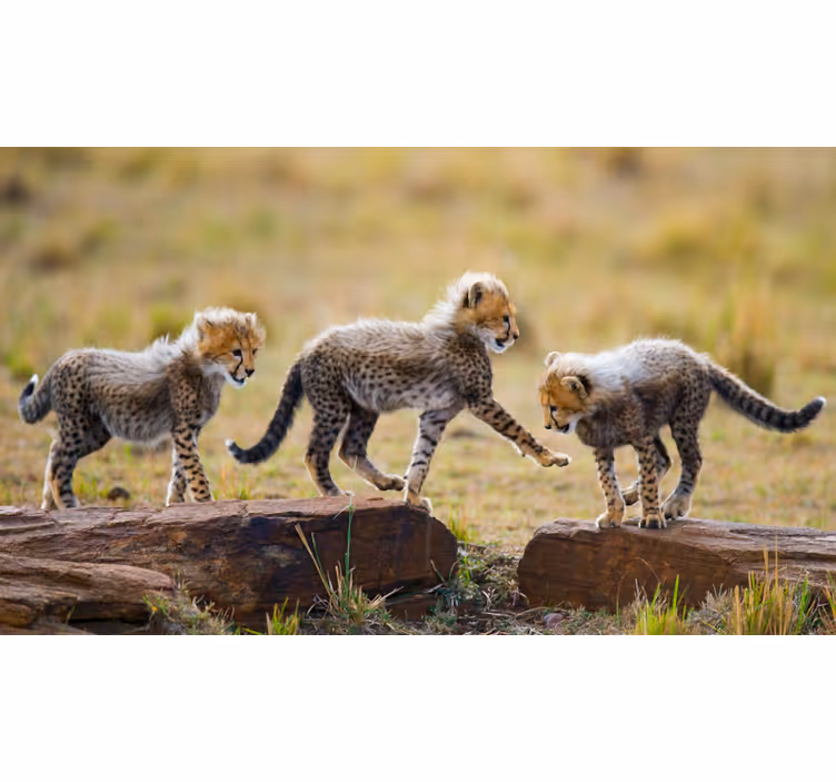 Africký styl fototapeta roztomilé cheetah koťata - TenStickers