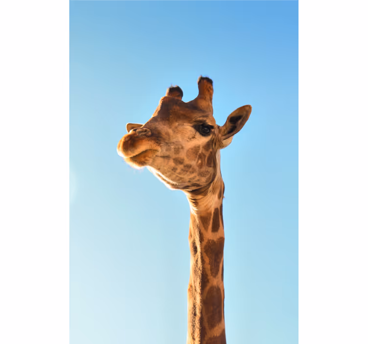 Africký styl fototapeta blízký pohled na žirafu - TenStickers