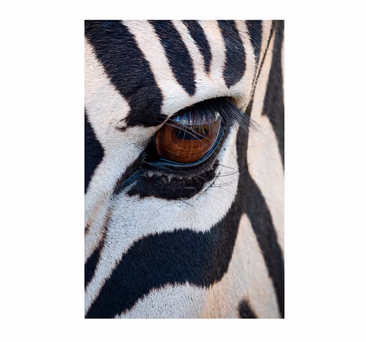 Africký styl fototapeta oko zebry - TenStickers