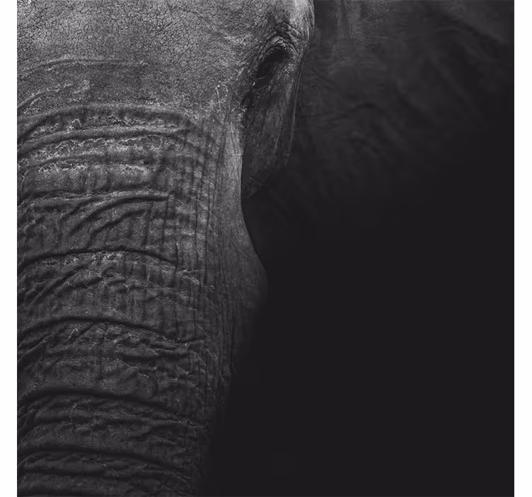 Africký styl fototapeta elegantní tmavý slon - TenStickers