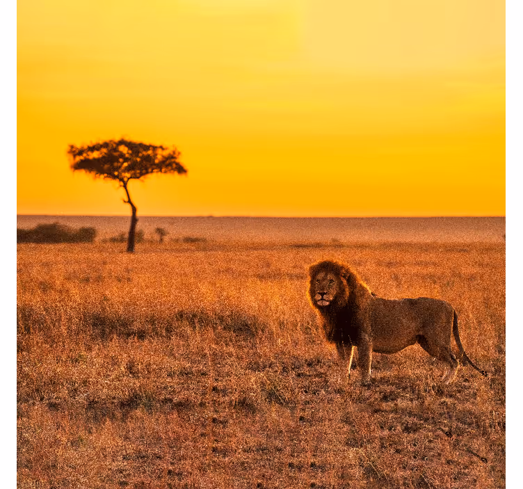 Africký styl fototapeta divoký savanový strom večer - TenStickers
