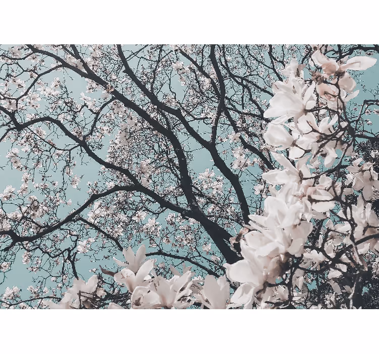 Fototapeta elegantní styl japonských sakur - TenStickers