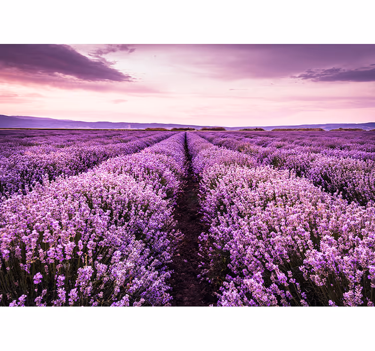 Provence levandule fototapeta - TenStickers