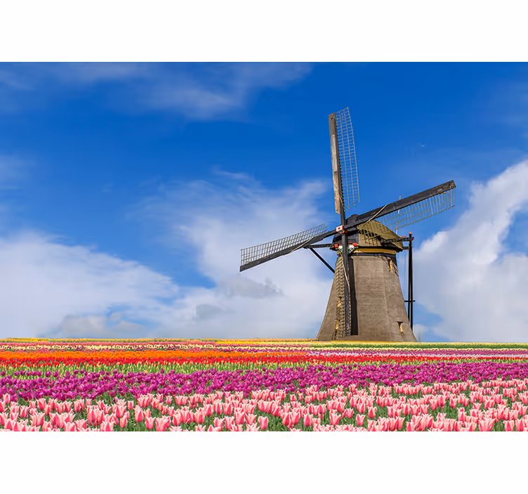 Tulipán pole a větrný mlýn fototapeta - TenStickers