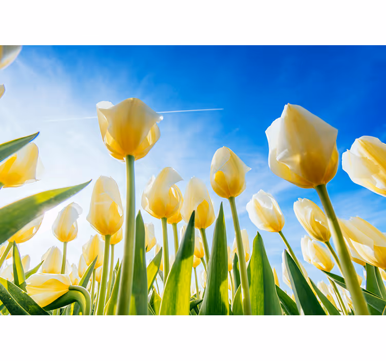 Bílý tulipán krajina fototapeta - TenStickers