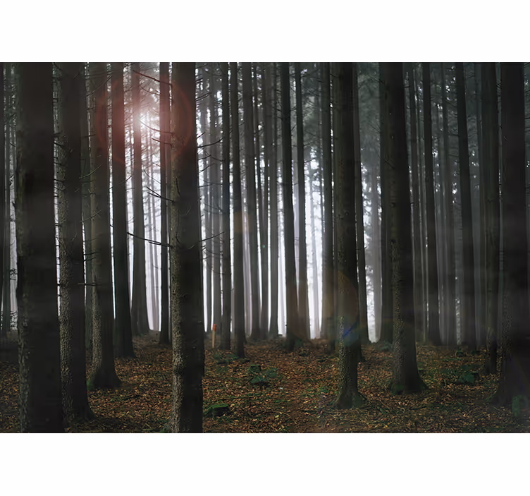 Lesní krajina fototapeta - TenStickers