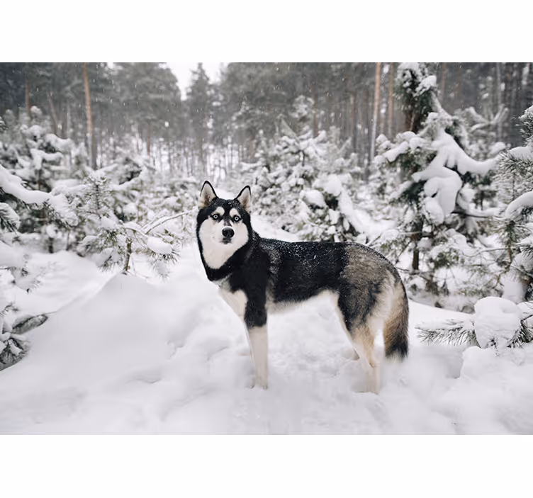 Zimní les a husky pes fototapeta - TenStickers