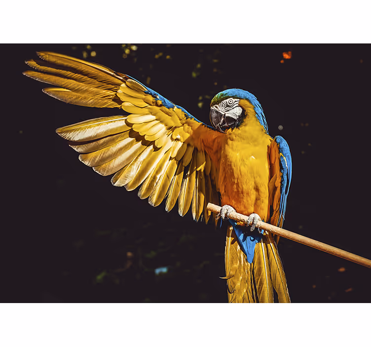 Tropické ptačí zeď fotomurální - TenStickers