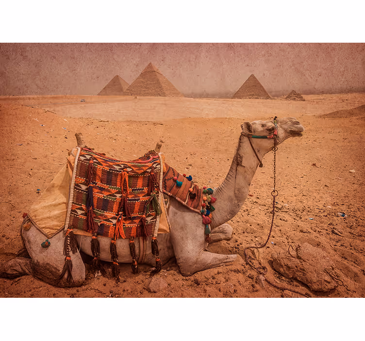 Fototapeta velbloud spí před pyramidou - TenStickers