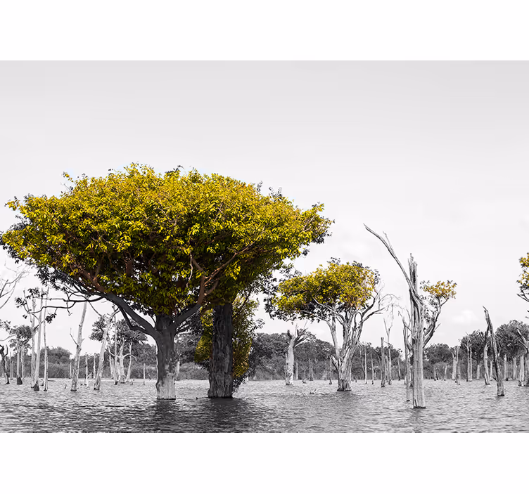 Velké suché stromy Africký styl fototapeta - TenStickers