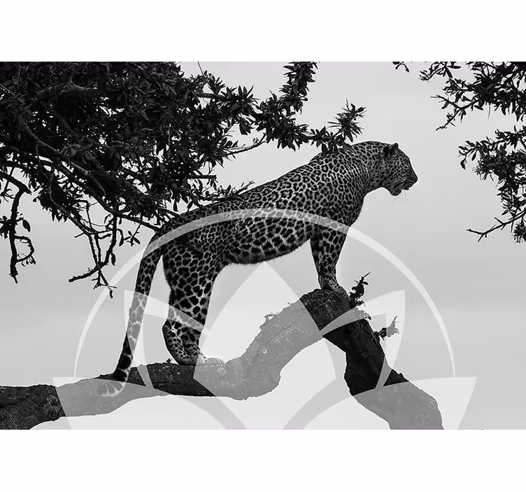 Leopard na stromě Fototapeta zvířata - TenStickers
