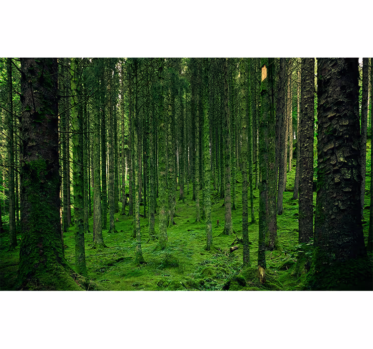 Polský magický les fototapeta - TenStickers