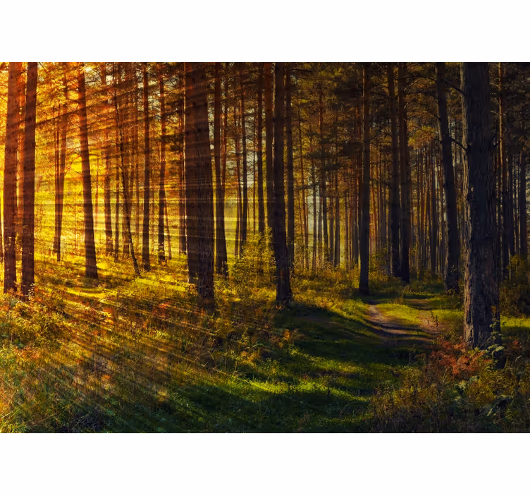 Zlatá lesní cesta Příroda fototapeta - TenStickers
