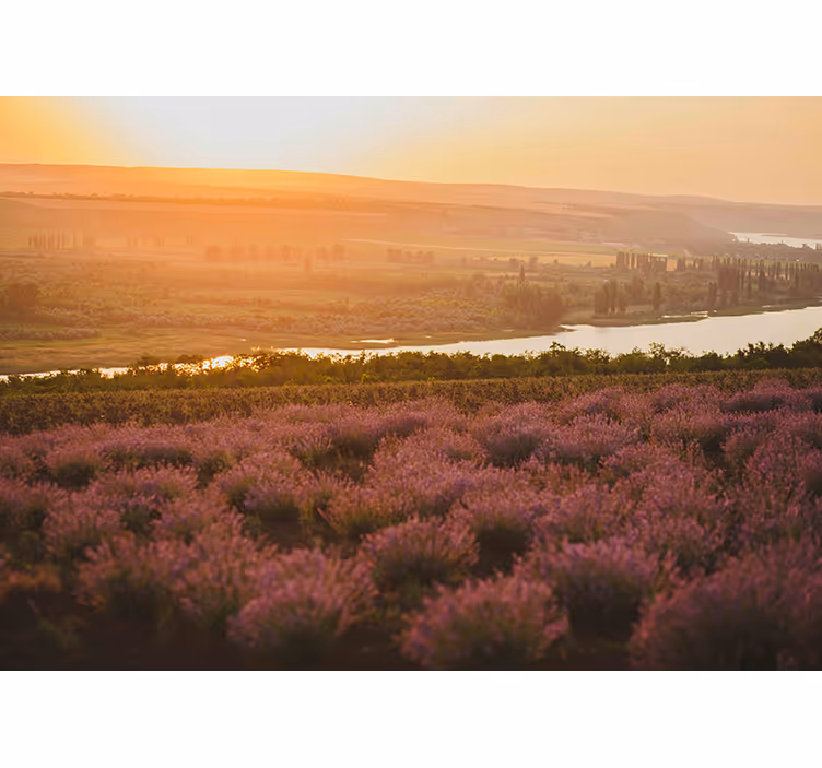 Levandulová západ slunce krajina Fototapeta květiny - TenStickers