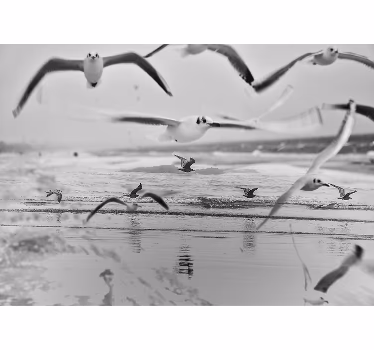 Racků nad oceánem Fototapeta zvířata - TenStickers