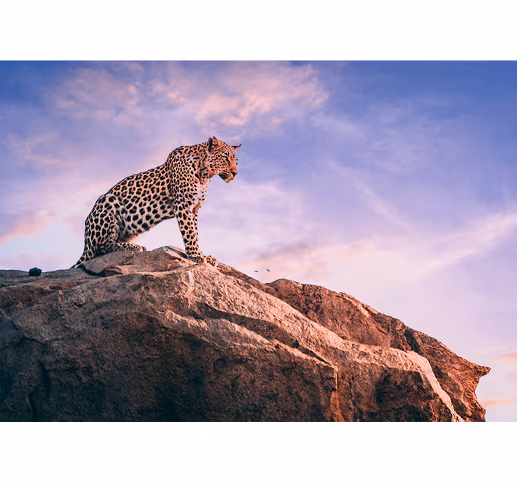 Leopard na skále Fototapeta zvířata - TenStickers