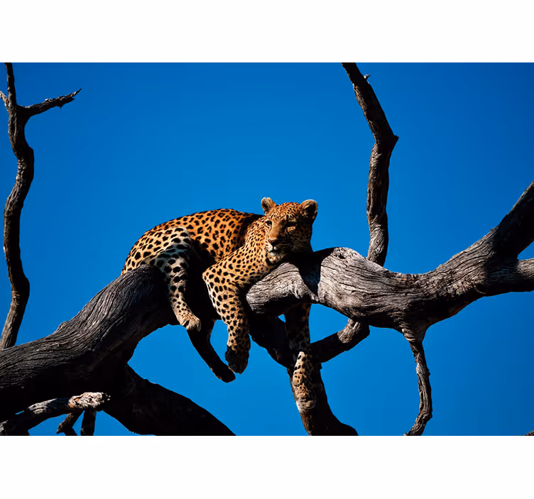 Fototapeta leopard, kterým se na stromě - TenStickers