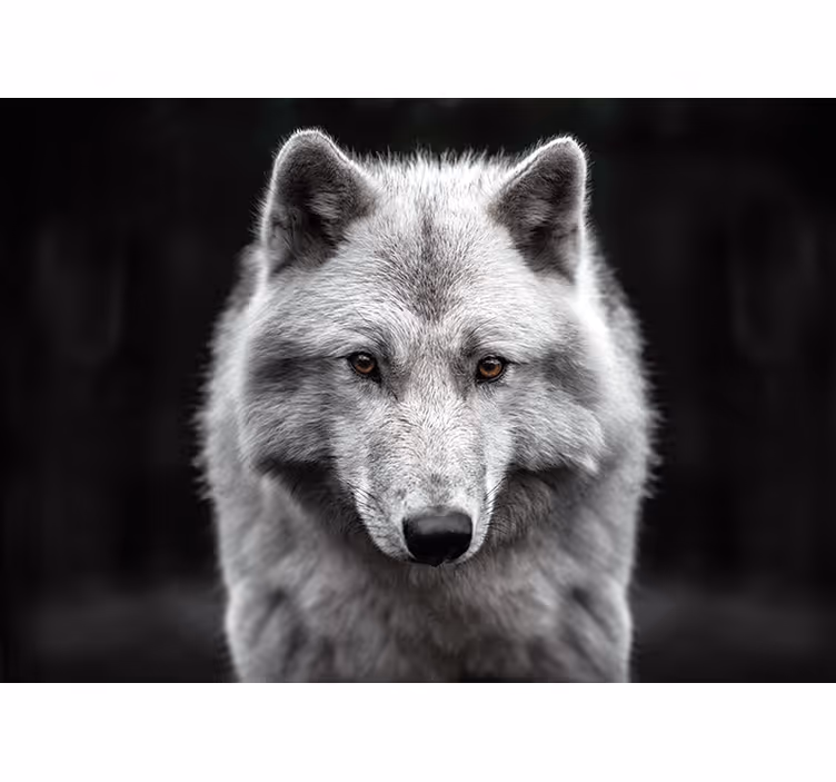 Fototapeta bílý vlk - TenStickers