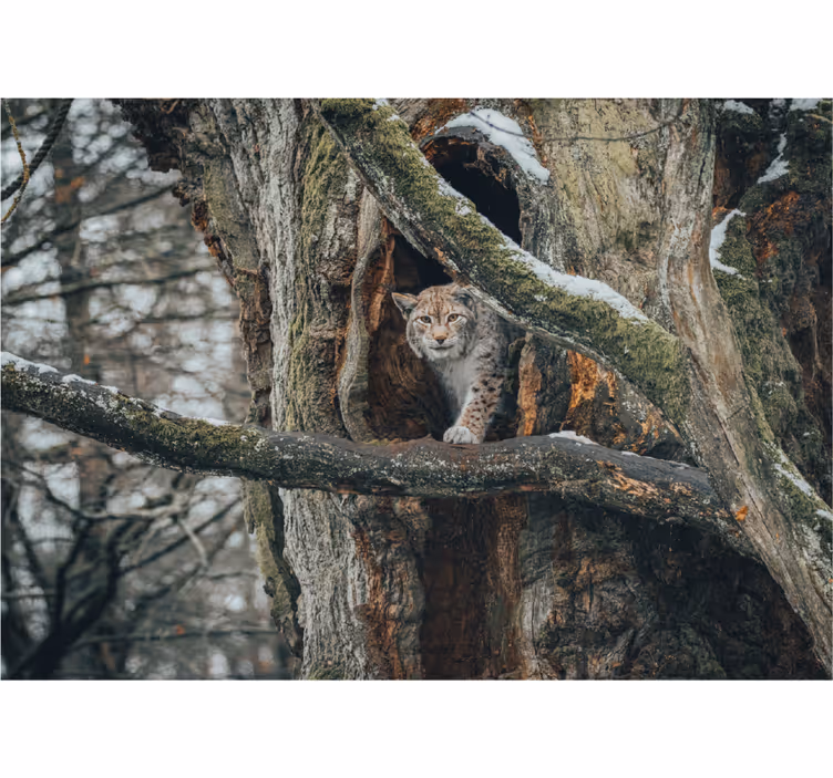 Rys na stromě Fototapeta zvířata - TenStickers