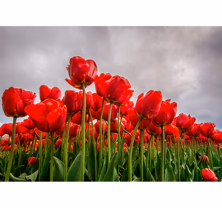 červené tulipánové pole Maková fototapeta - TenStickers