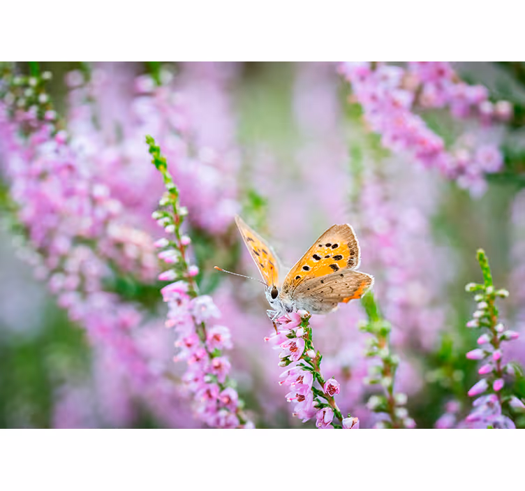 Motýl na květu Fototapeta květiny - TenStickers