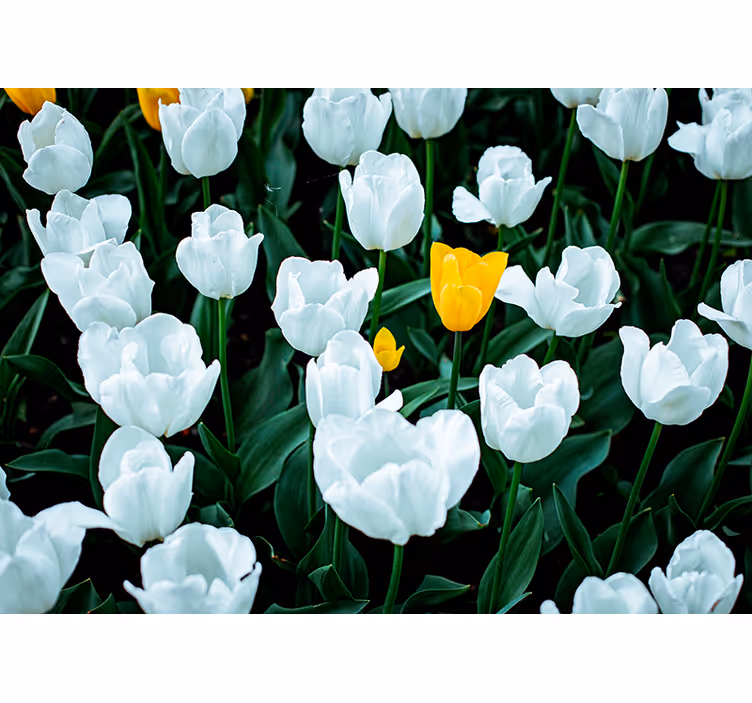 Bílé tulipány kvetou Fototapeta květiny - TenStickers