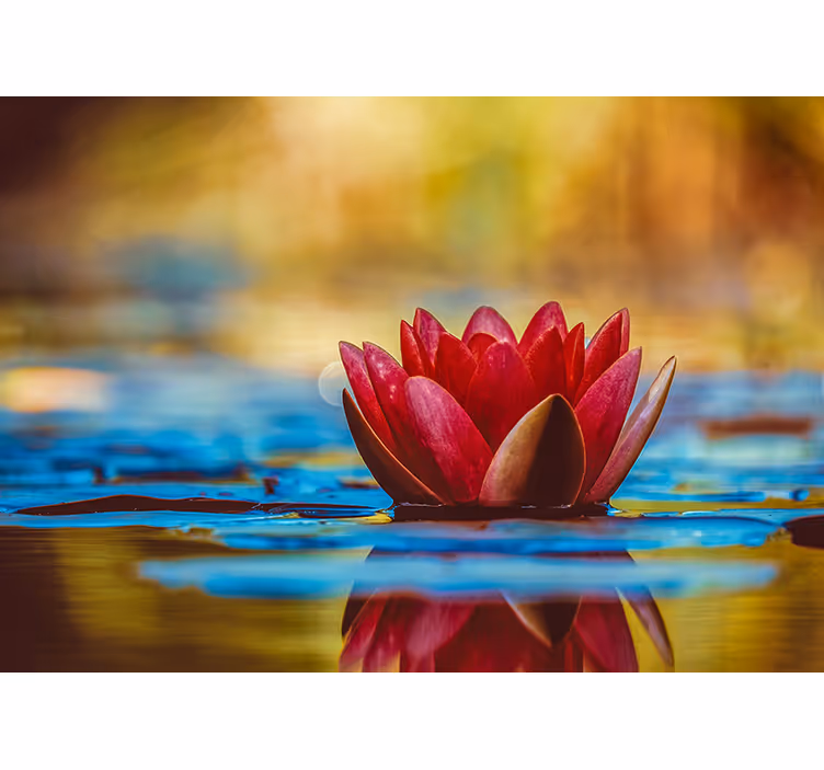 Magnolia fototapeta elegantní leknín - TenStickers