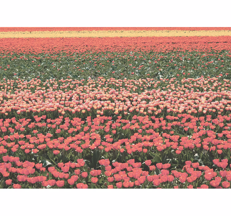 Fototapeta květiny krajina tulipánového pole - TenStickers